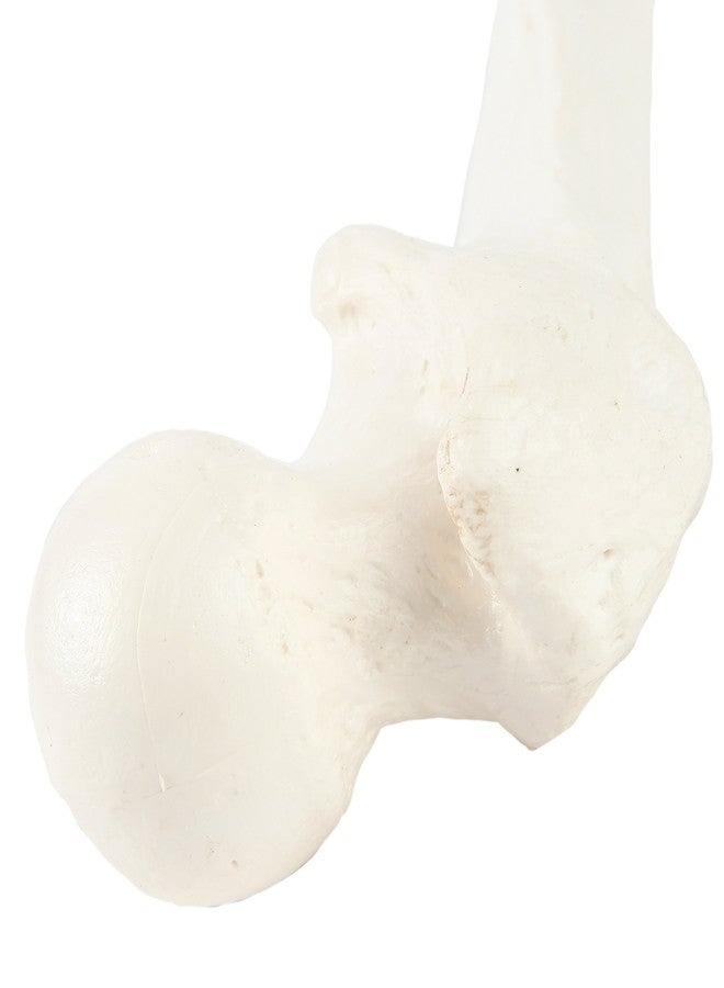 Axis Scientific Femur Bone Model | Left | Cast from a Real Human Femur Bone l Upper Leg Bone Model Has Realistic Texture and Important Bony Landmarks | Includes Product Manual, Fibula Model - Image 4